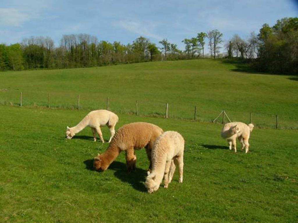 Farmstay Alpagaterie Juillac  Eksteriør billede