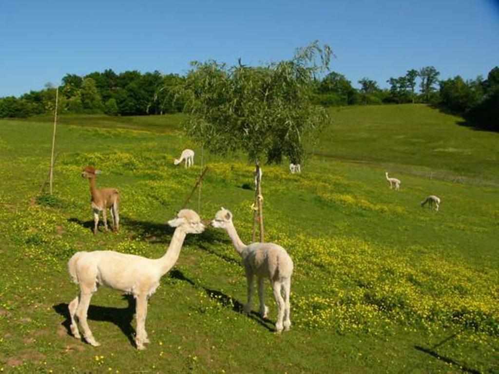 Farmstay Alpagaterie Juillac  Eksteriør billede