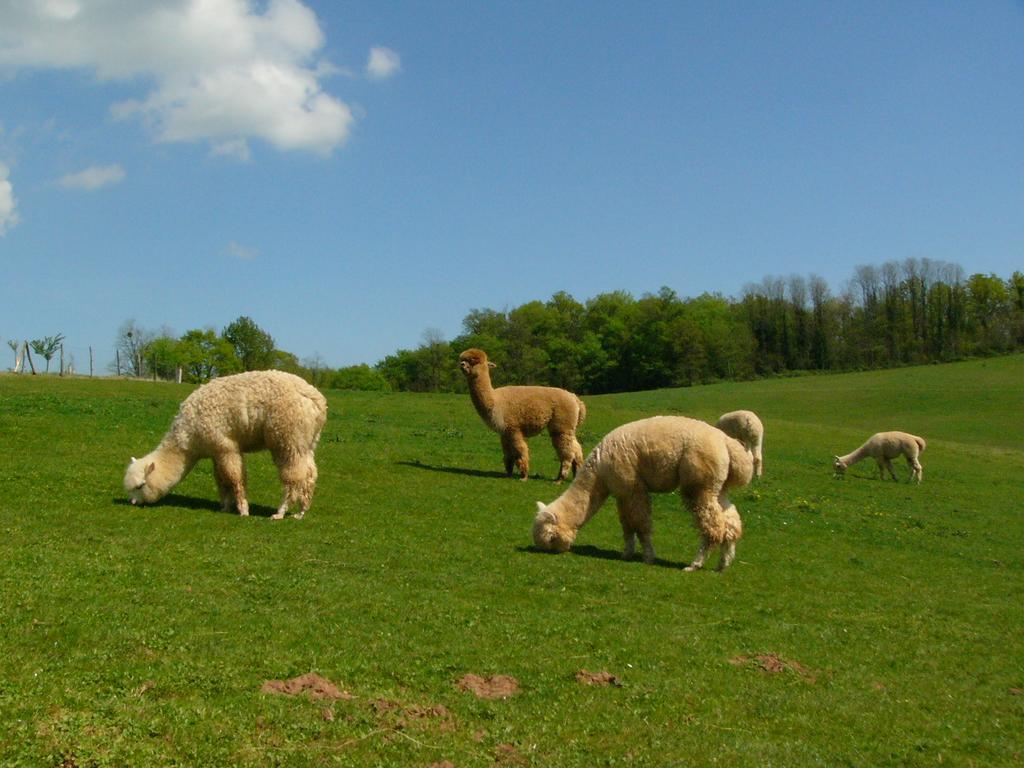 Farmstay Alpagaterie Juillac  Eksteriør billede