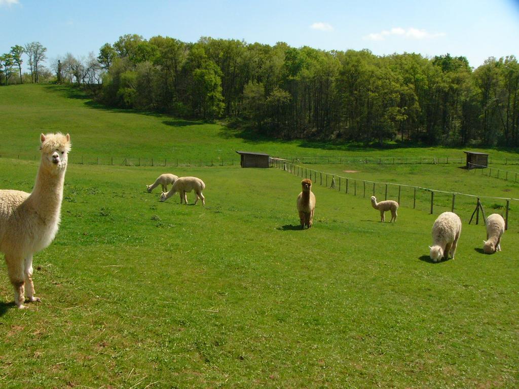 Farmstay Alpagaterie Juillac  Eksteriør billede